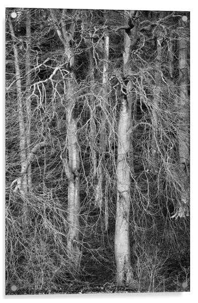 Snowshill Woodland Acrylic by Simon Johnson