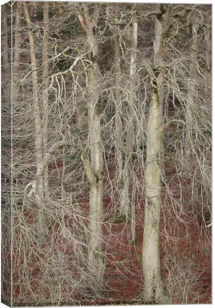 Winter woodland Canvas Print by Simon Johnson