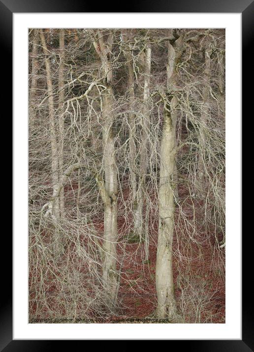 Winter woodland Framed Mounted Print by Simon Johnson