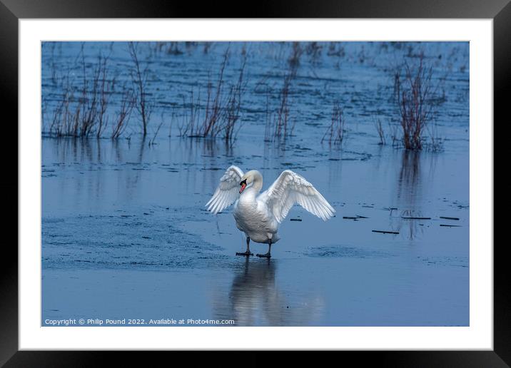 Mute Swan on Ice Framed Mounted Print by Philip Pound