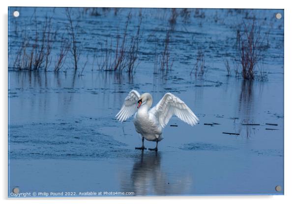 Mute Swan on Ice Acrylic by Philip Pound