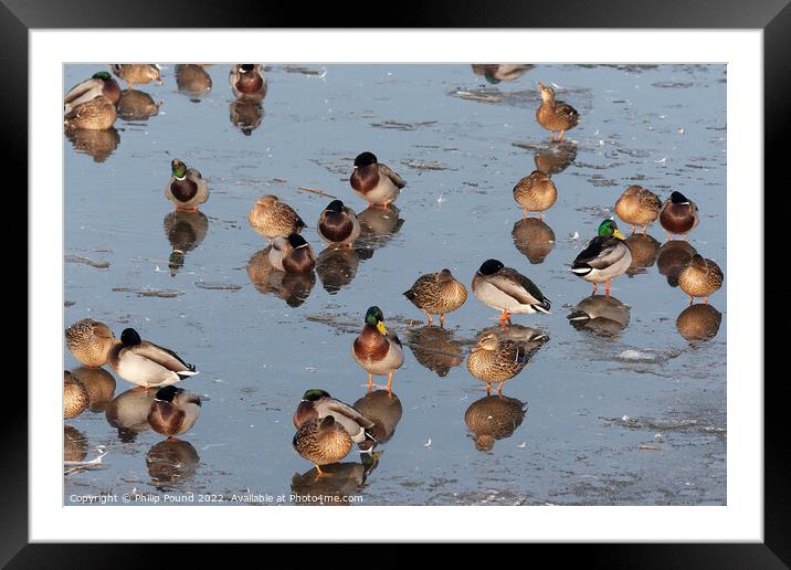 Mallard Ducks on Melting Ice Framed Mounted Print by Philip Pound