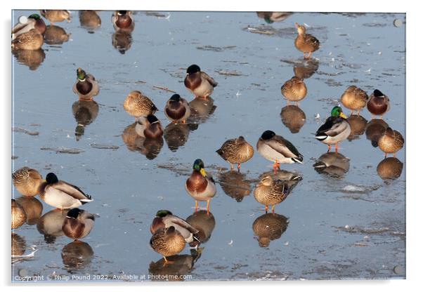 Mallard Ducks on Melting Ice Acrylic by Philip Pound