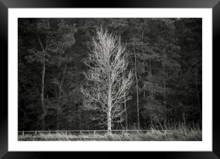 Sunlit Tree Framed Mounted Print by Simon Johnson
