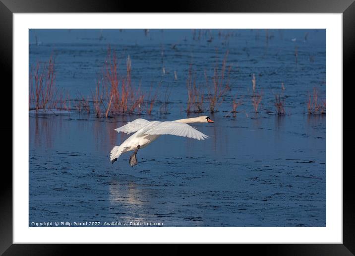 Mute Swan landing on melting ice Framed Mounted Print by Philip Pound