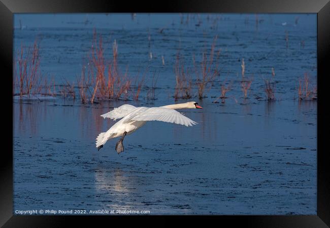 Mute Swan landing on melting ice Framed Print by Philip Pound