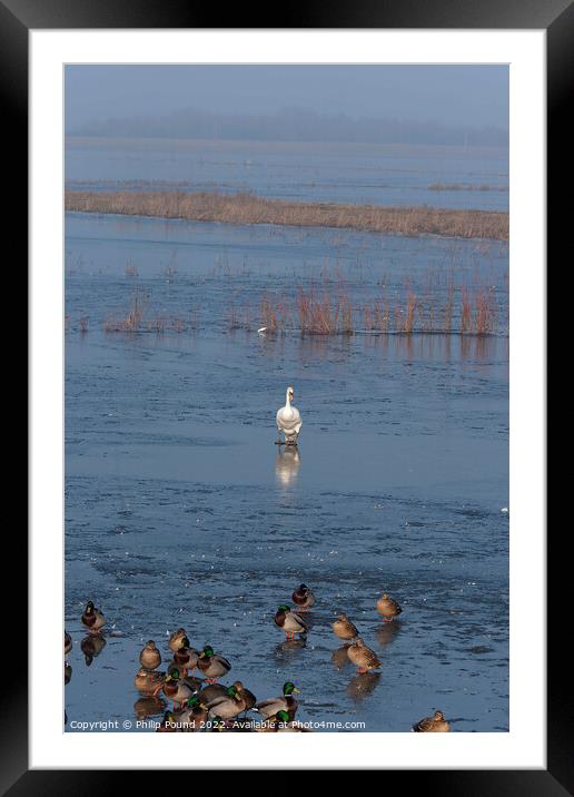 Mute swan walking on ice towards mallard ducks Framed Mounted Print by Philip Pound
