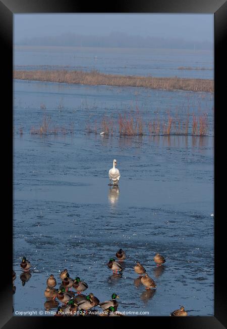 Mute swan walking on ice towards mallard ducks Framed Print by Philip Pound