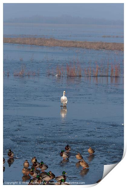 Mute swan walking on ice towards mallard ducks Print by Philip Pound