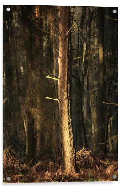 Woodland sunlight Acrylic by Simon Johnson