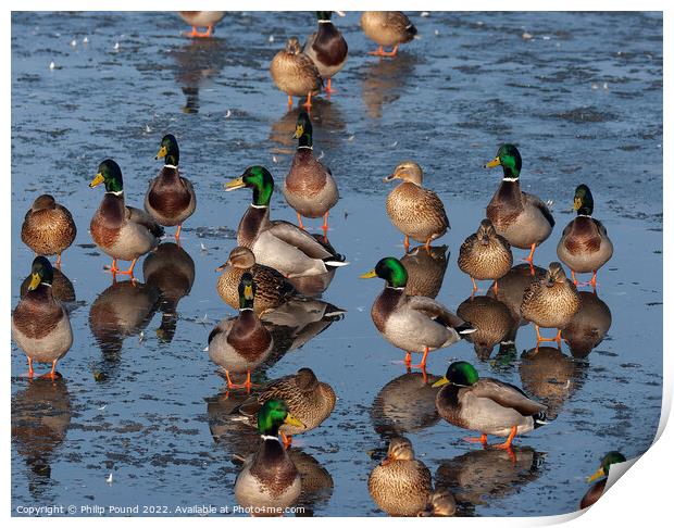 Ducks Print by Philip Pound