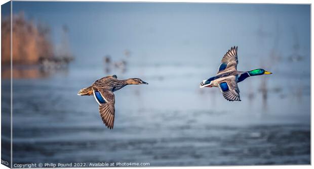 A pair of mallard ducks in flight Canvas Print by Philip Pound