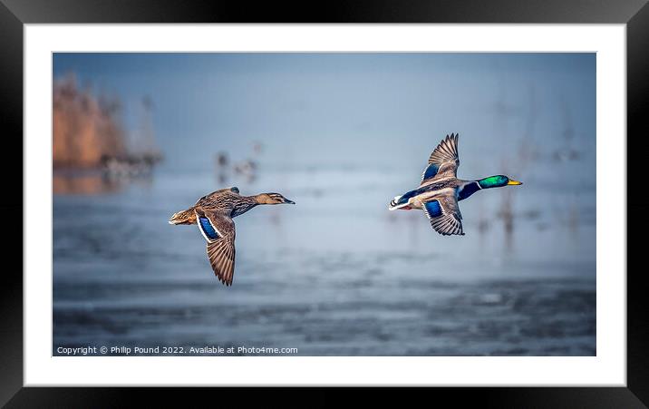 A pair of mallard ducks in flight Framed Mounted Print by Philip Pound