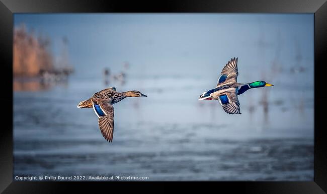 A pair of mallard ducks in flight Framed Print by Philip Pound