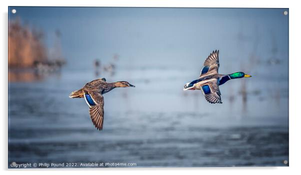 A pair of mallard ducks in flight Acrylic by Philip Pound