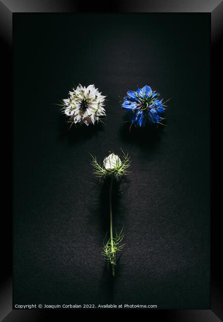 Delicate flowers viewed from above in flat lay isolated on black Framed Print by Joaquin Corbalan
