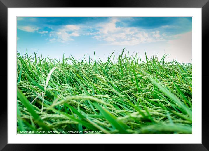 Rice cultivation with ripe ears ready for harvest. Framed Mounted Print by Joaquin Corbalan