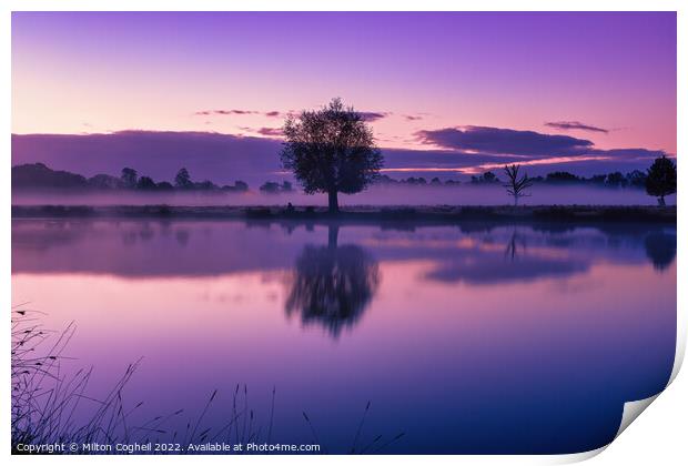Purple sunrise in Bushy Park Print by Milton Cogheil