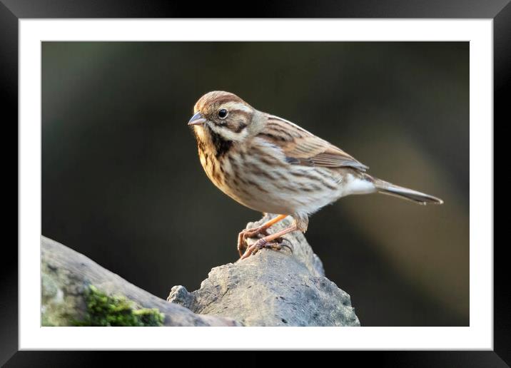 Reed Bunting Bird Framed Mounted Print by Jonathan Thirkell