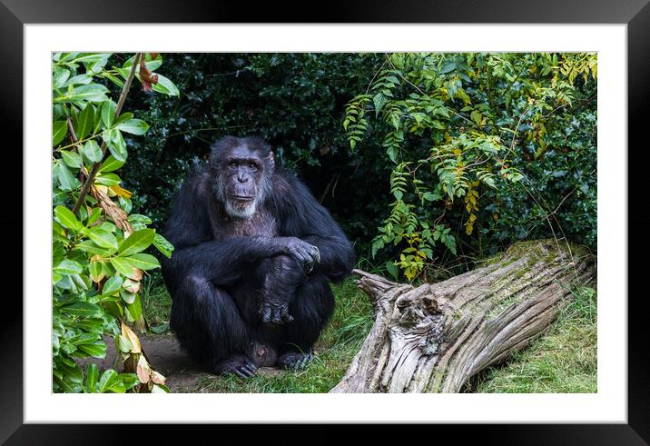 Western Chimpanzee looking at the camera Framed Mounted Print by Jason Wells