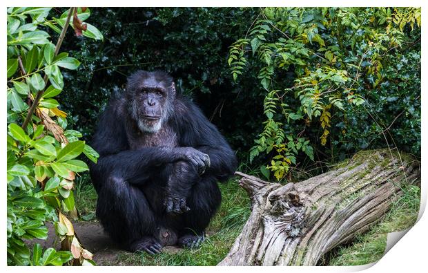 Western Chimpanzee looking at the camera Print by Jason Wells