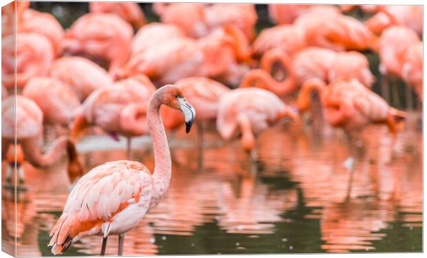 Flamboyance of flamingos Canvas Print by Jason Wells