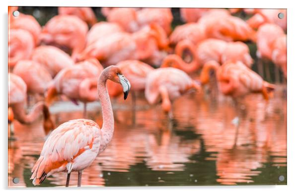 Flamboyance of flamingos Acrylic by Jason Wells