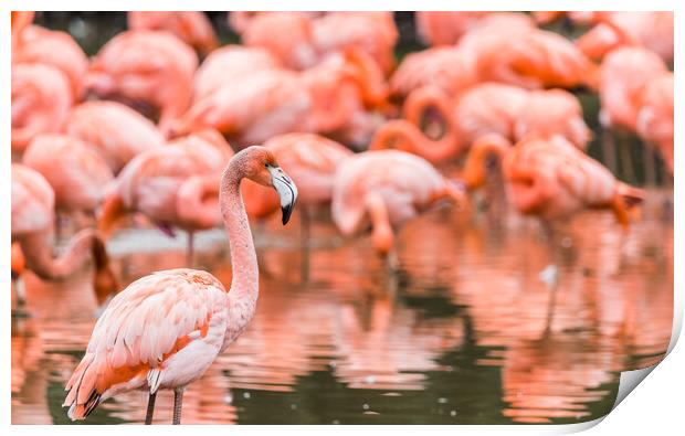 Flamboyance of flamingos Print by Jason Wells