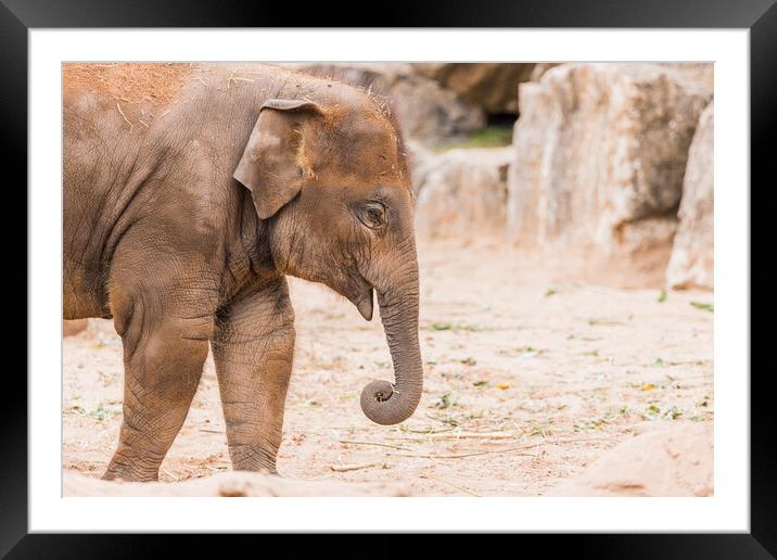 Young Asian elephant Framed Mounted Print by Jason Wells