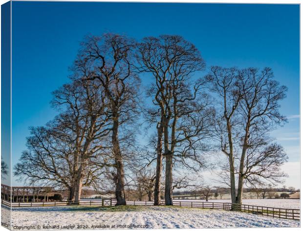 Winter Sycamores  Canvas Print by Richard Laidler