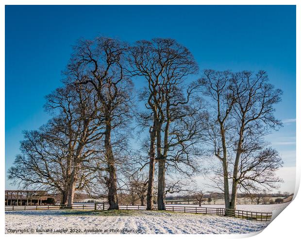 Winter Sycamores  Print by Richard Laidler