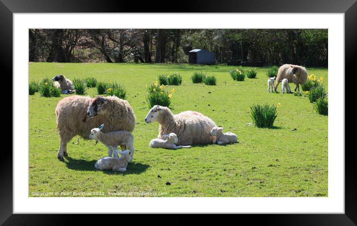 Sheep and Lambs in Spring Framed Mounted Print by Pearl Bucknall