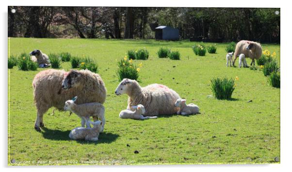 Sheep and Lambs in Spring Acrylic by Pearl Bucknall
