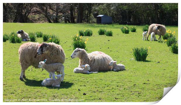 Sheep and Lambs in Spring Print by Pearl Bucknall