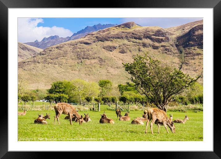 Red Deer on Isle of Arran Scotland Framed Mounted Print by Pearl Bucknall