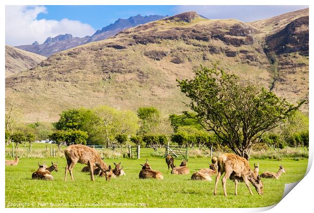 Red Deer on Isle of Arran Scotland Print by Pearl Bucknall