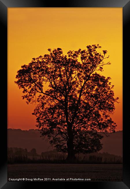 Oak at dawn Framed Print by Doug McRae