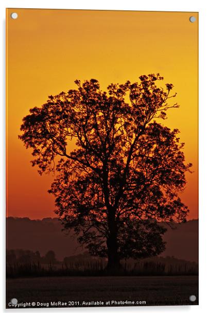 Oak at dawn Acrylic by Doug McRae