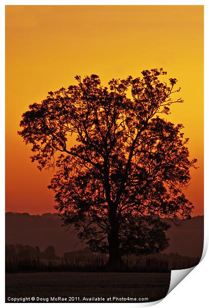 Oak at dawn Print by Doug McRae
