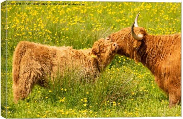 Highland Cow and calf Canvas Print by Kay Roxby