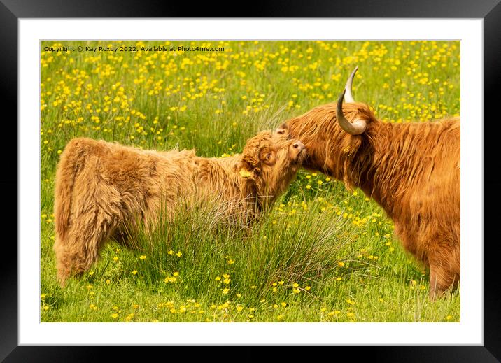 Highland Cow and calf Framed Mounted Print by Kay Roxby