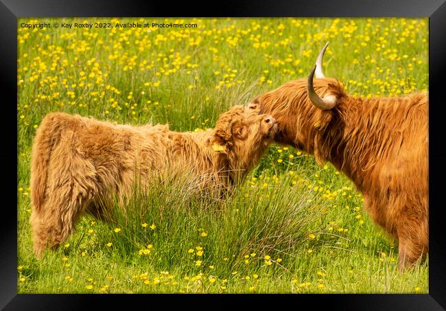 Highland Cow and calf Framed Print by Kay Roxby