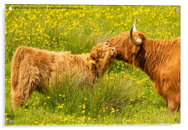Highland Cow and calf Acrylic by Kay Roxby