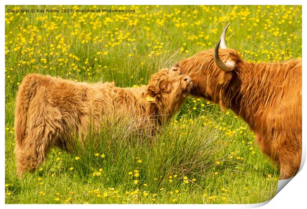 Highland Cow and calf Print by Kay Roxby