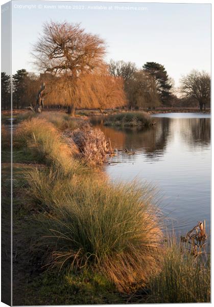 Grass growing beside water Canvas Print by Kevin White