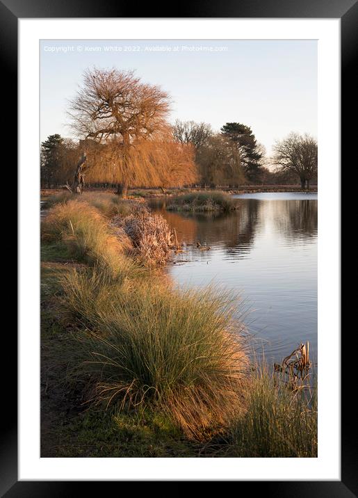 Grass growing beside water Framed Mounted Print by Kevin White