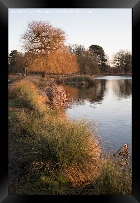 Grass growing beside water Framed Print by Kevin White