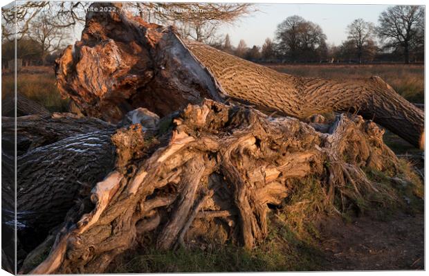 Tree trunk and roots Canvas Print by Kevin White
