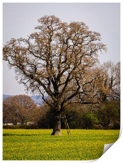 Tree and brassica flowers Print by Gerry Walden LRPS