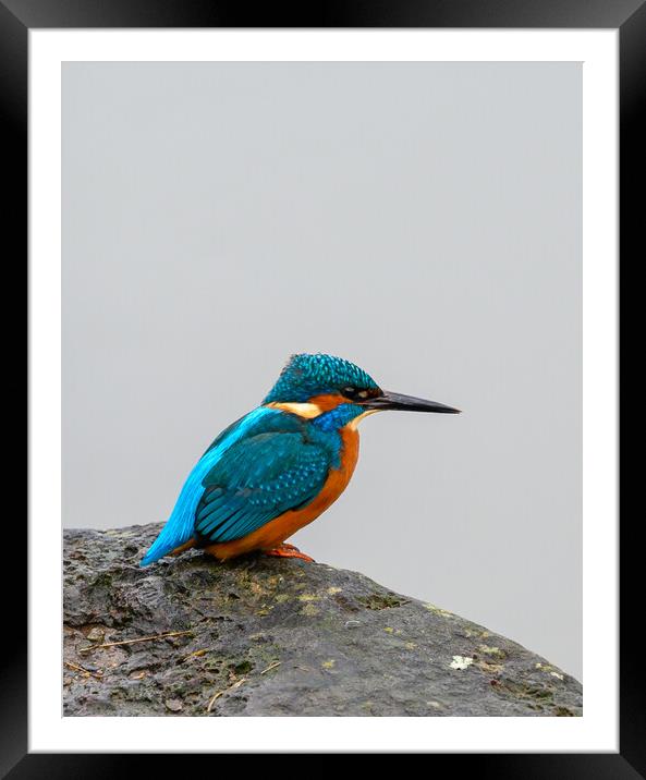 Kingfisher Portrait Framed Mounted Print by Tracey Turner